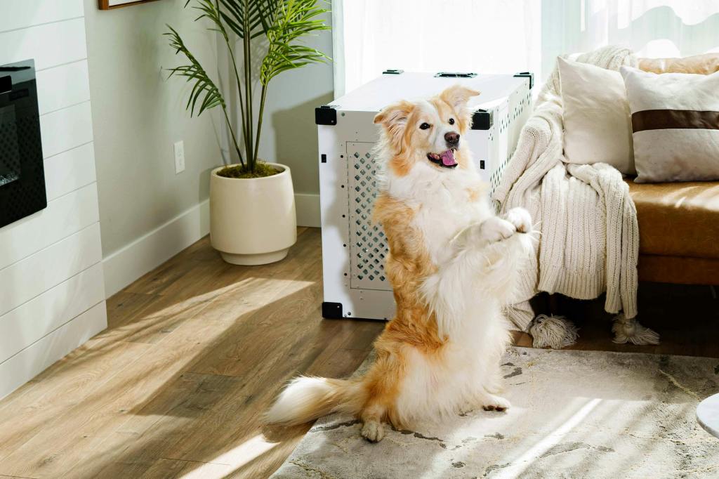 How Crate Training Builds Structure and&nbsp;Predictability