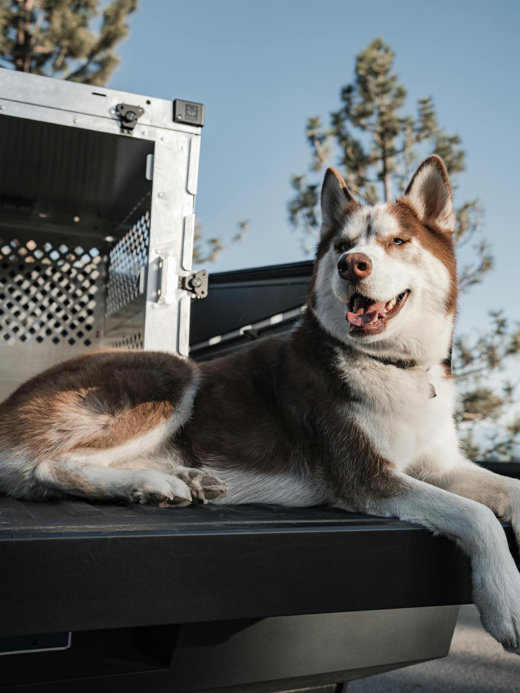 The Connection Between Crating and Better Leash&nbsp;Behavior