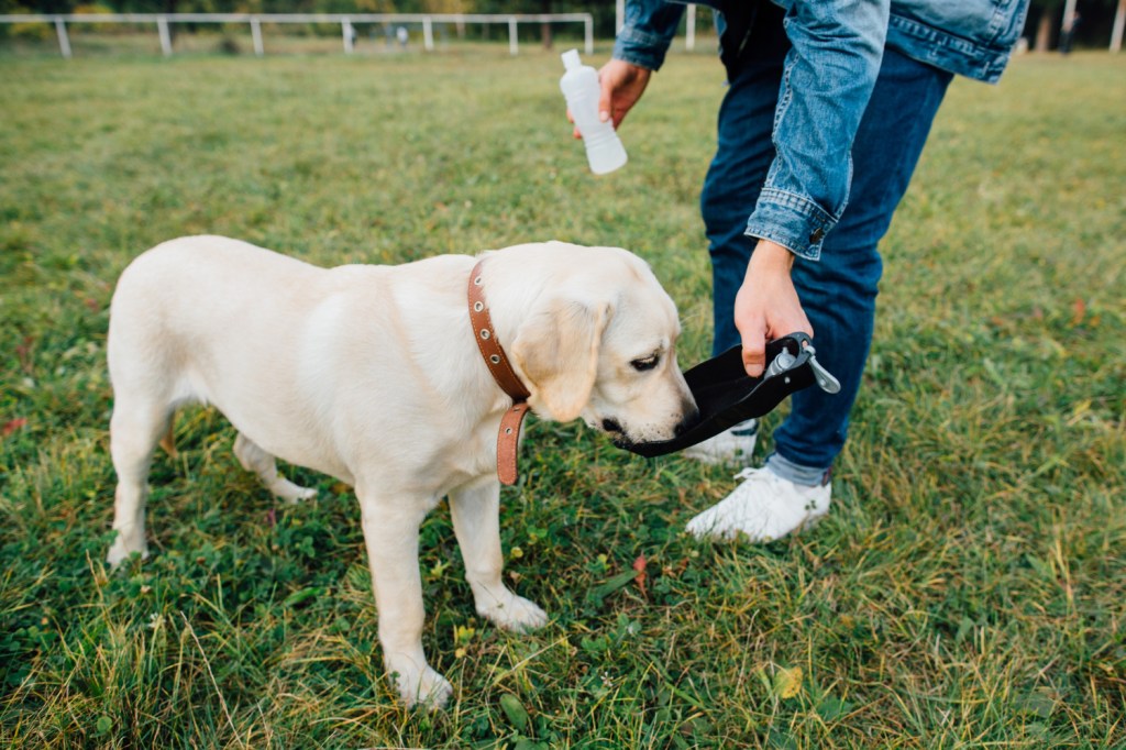 Building Crate Time Into a Puppy’s Daily Training&nbsp;Schedule